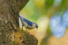 Load image into Gallery viewer, Bindiga - Wild Kaapi