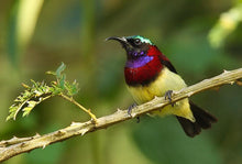 Load image into Gallery viewer, Cornerstone - Wild Kaapi