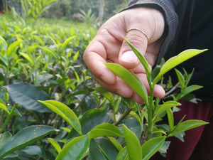 Tenzing - Wild Kaapi