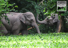 Load image into Gallery viewer, Tenzing - Wild Kaapi